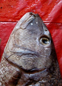 Fish Baked in Salt with Thyme and rosemary with Vegan Pesto