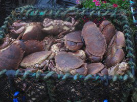 Fennel, Orange, and Crab Salad with Honey Mustard-Horseradish Dressing