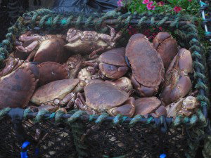 Fennel, Orange, and Crab Salad with Honey Mustard-Horseradish Dressing